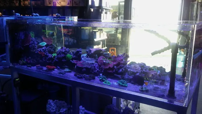 Sea Life Fish & Aquariums Picture 9