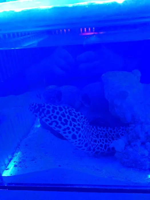 Sea Life Fish & Aquariums Picture 7