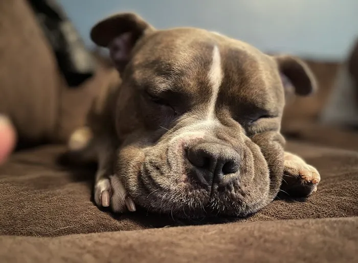 Animed Pet Hospital Picture 1