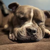 Animed Pet Hospital ico