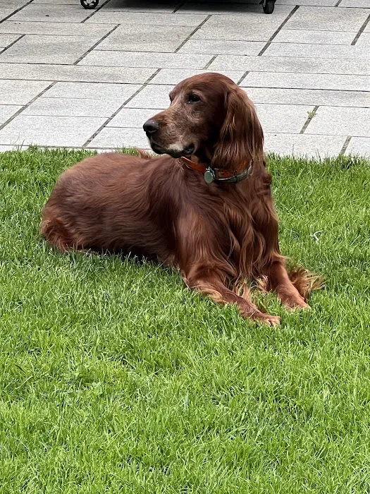 Animed Pet Hospital Picture 6