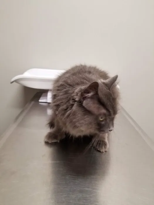 Animed Pet Hospital Picture 5