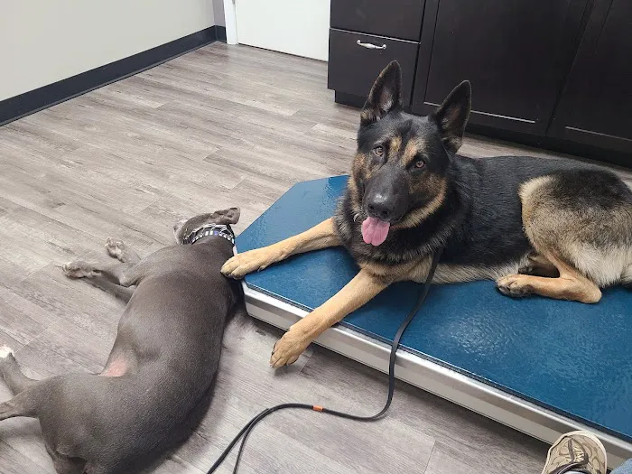 Animed Pet Hospital Picture 8