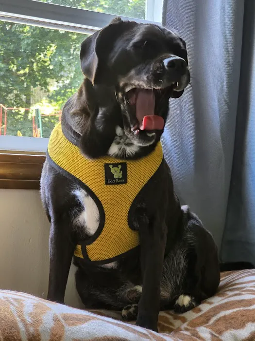 Banfield Pet Hospital Picture 10