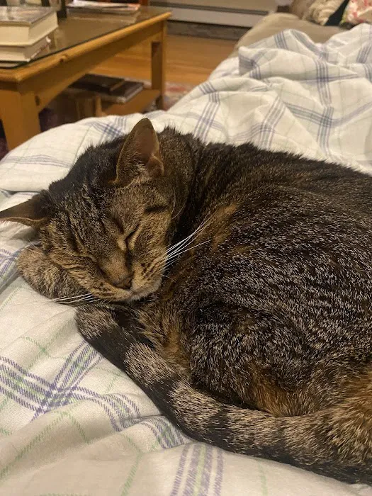 Vetco Total Care Animal Hospital Picture 5