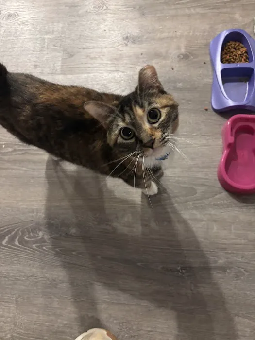 Vetco Total Care Animal Hospital Picture 4