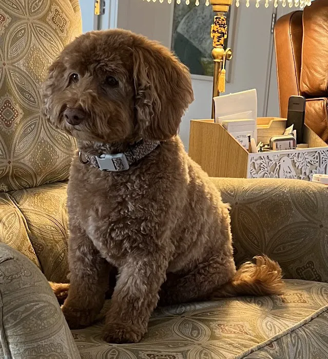 Chestnut Street Animal Hospital Picture 1