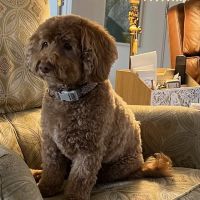 Chestnut Street Animal Hospital ico