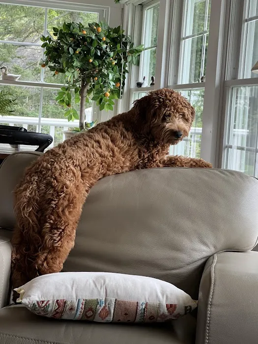 Chestnut Street Animal Hospital Picture 3