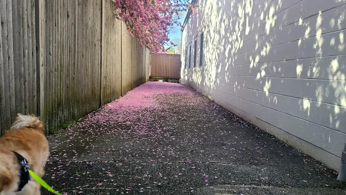 Chestnut Street Animal Hospital Picture 6