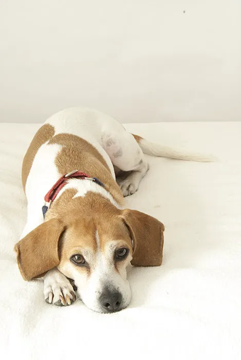 Chestnut Street Animal Hospital Picture 4