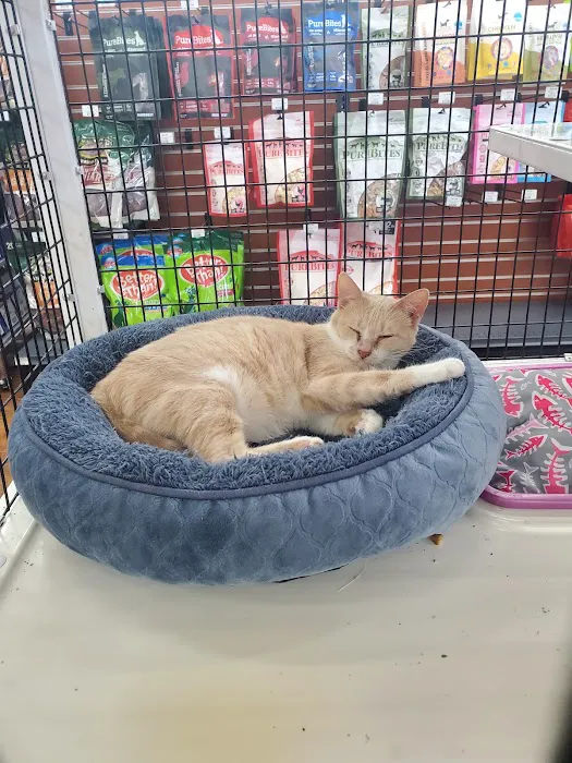 Pet Supermarket Picture 5