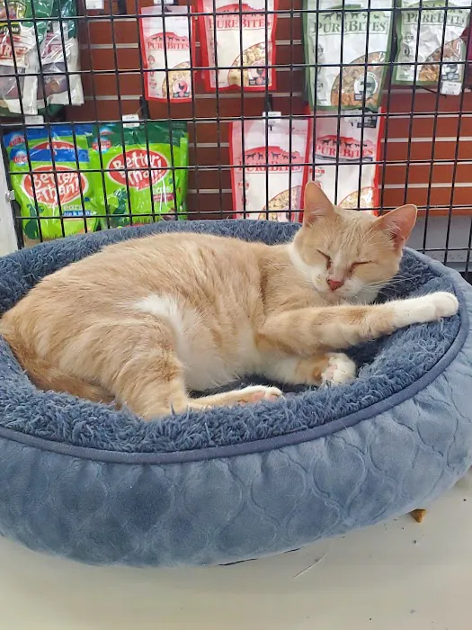 Pet Supermarket Picture 9