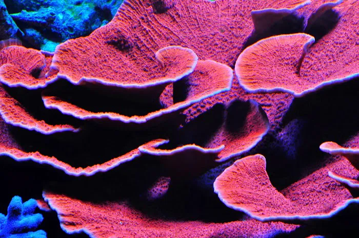 Fins and Skins Picture 6