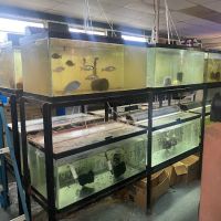 Living Color Tropical Fish ico
