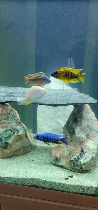 Living Color Tropical Fish Picture 8