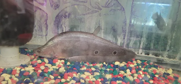 Living Color Tropical Fish Picture 10