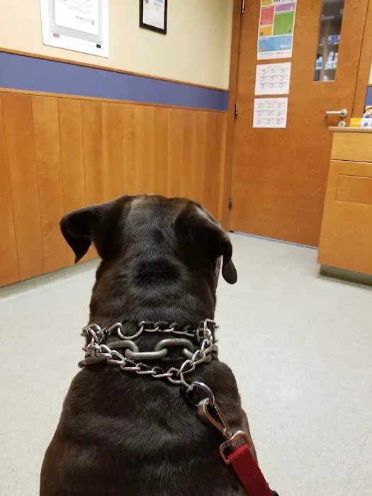 Dedham Veterinary Associates Picture 4