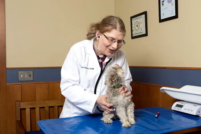 Dedham Veterinary Associates Picture 2