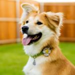 Dedham Veterinary Associates