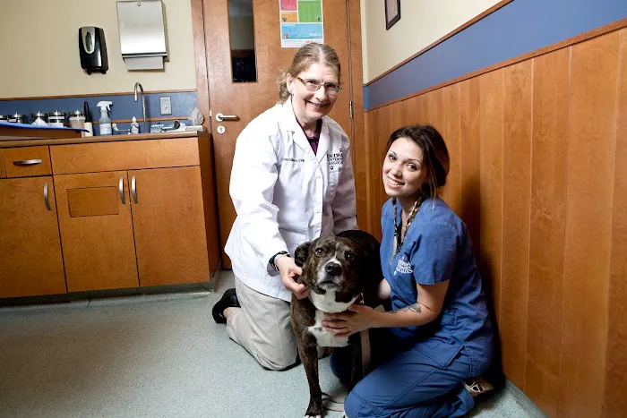 Dedham Veterinary Associates Picture 3