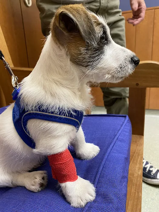 Dedham Veterinary Associates Picture 7