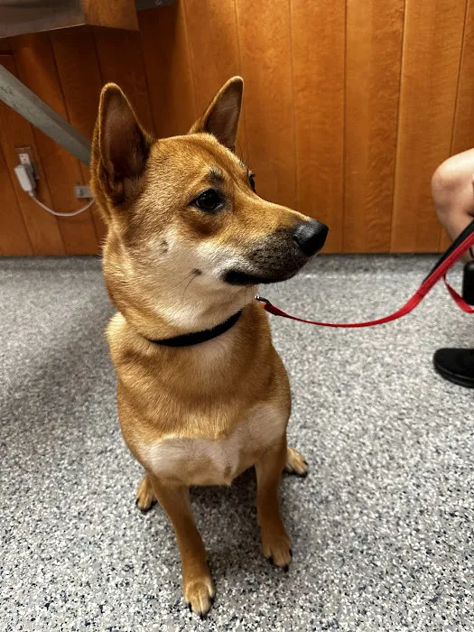 Dedham Veterinary Associates Picture 10
