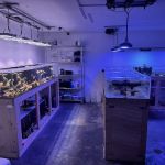 Tidalwave Aquatics
