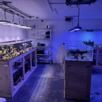 Tidalwave Aquatics ico