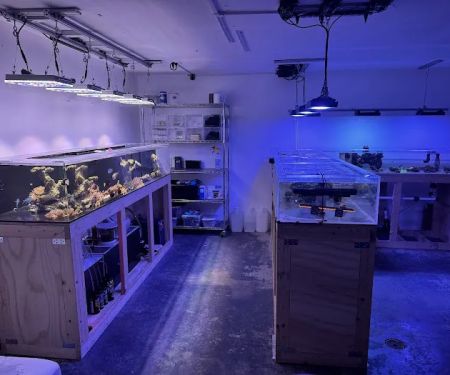 Tidalwave Aquatics