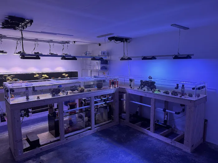 Tidalwave Aquatics Picture 6
