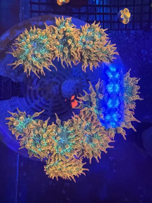 Tidalwave Aquatics Picture 8