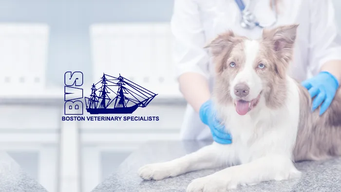 Boston Veterinary Specialists Picture 3