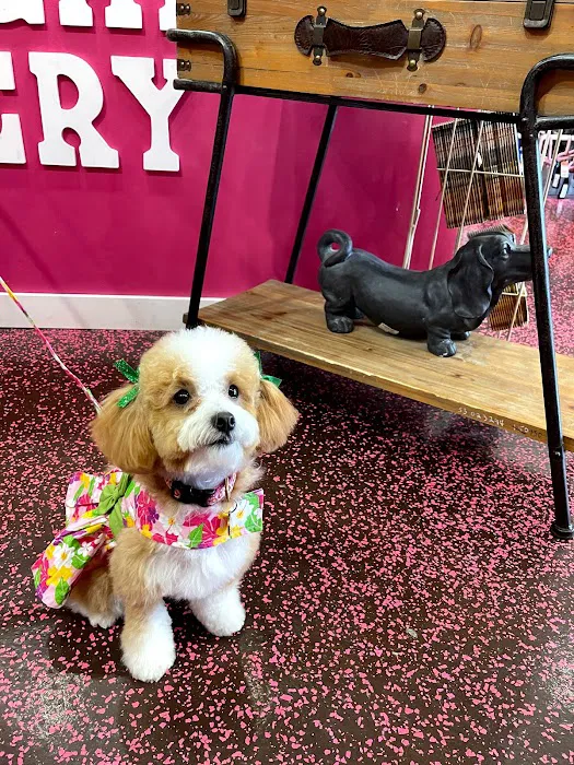 Woof Gang Bakery & Grooming Lakewood Ranch Picture 2