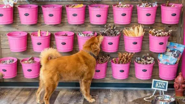 Woof Gang Bakery & Grooming Lakewood Ranch Picture 10