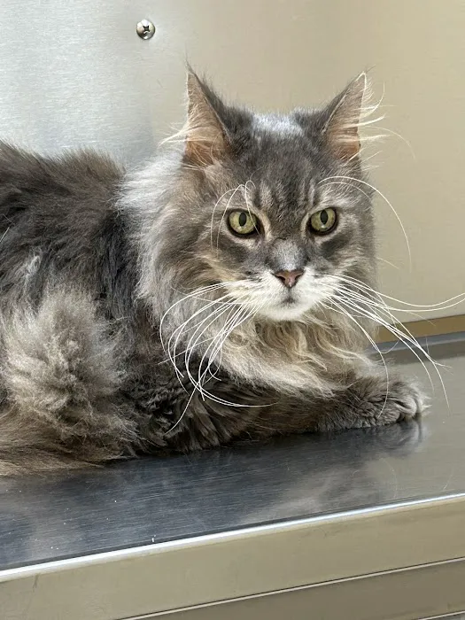 Dr. Wolf's Animal Medical Center Picture 3