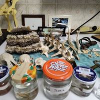 Mc Neill Veterinary Clinic ico