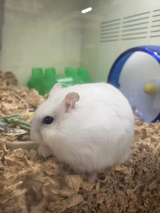 Pet Supplies Plus - Sarasota East Picture 10