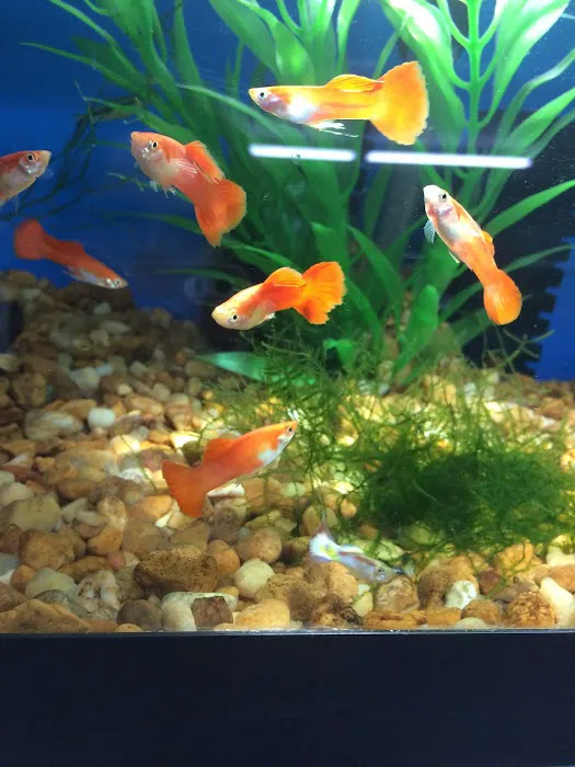 WET PETS SRQ Picture 3