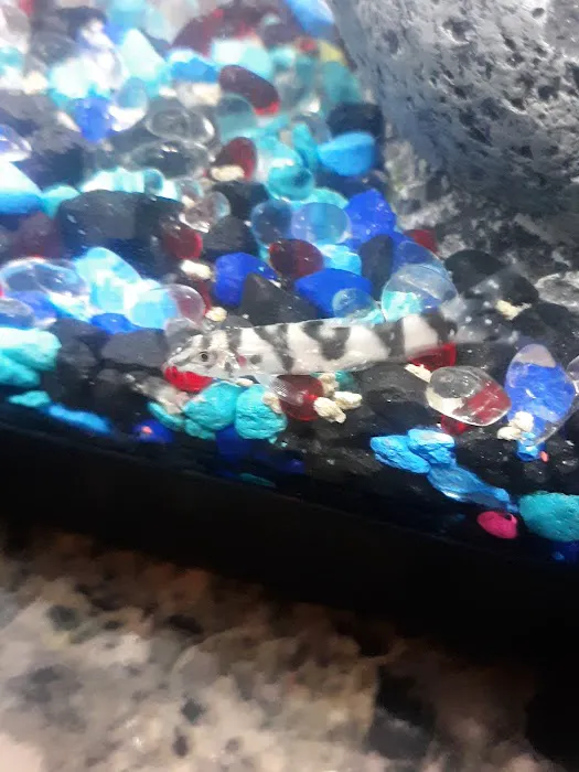 WET PETS SRQ Picture 6