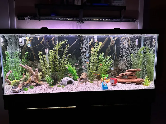 WET PETS SRQ Picture 4