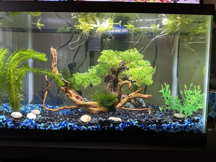 WET PETS SRQ Picture 9