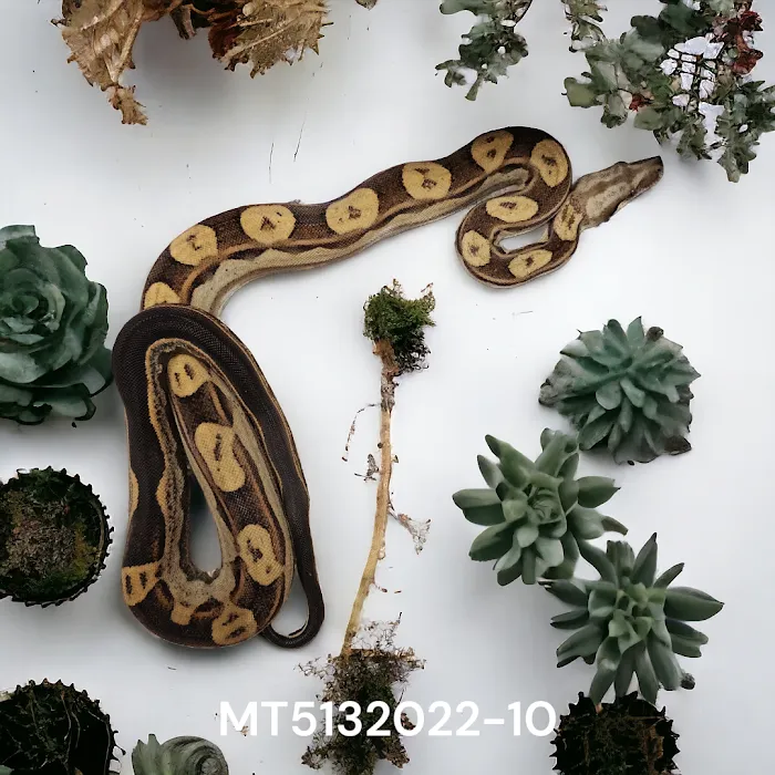 Cold Blooded Sensations Picture 10