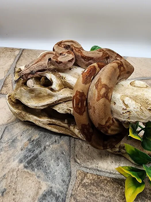 Cold Blooded Sensations Picture 9