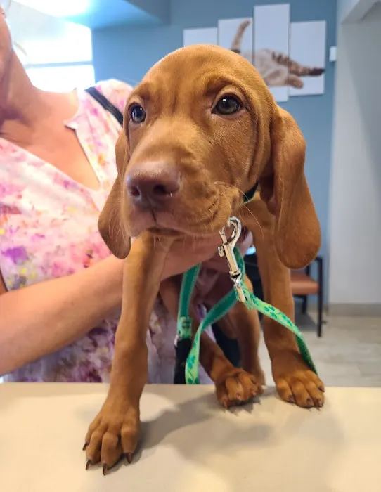 ADAvet Veterinary Clinic Picture 7
