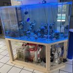 Wicked Sticks Aquarium Service and Maintenance