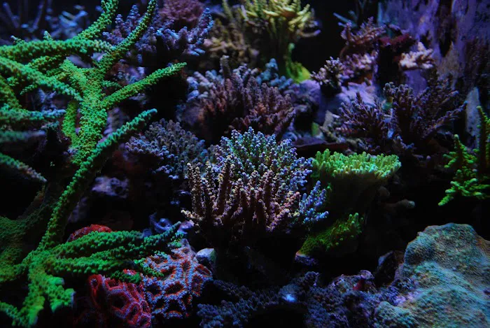 Wicked Sticks Aquarium Service and Maintenance Picture 2