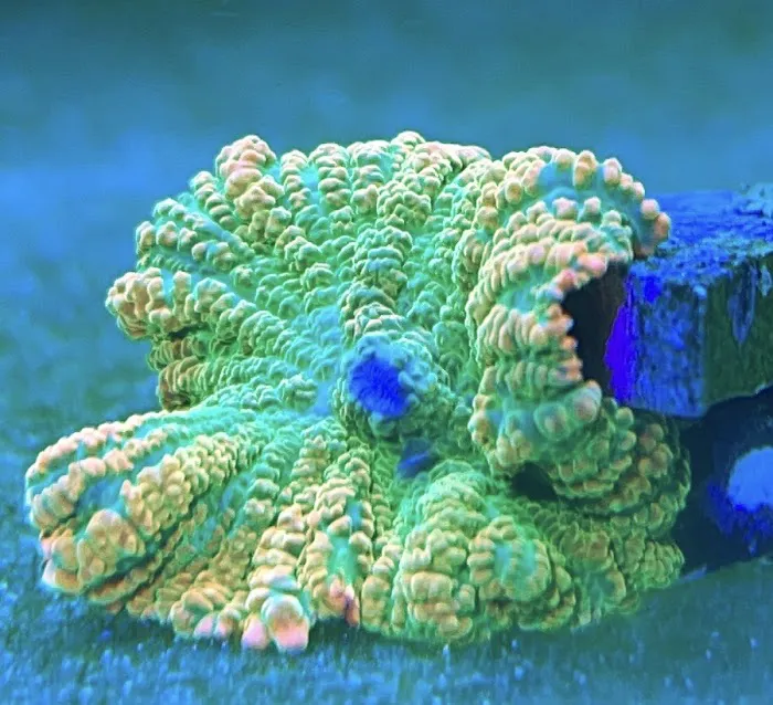 Wicked Sticks Aquarium Service and Maintenance Picture 5