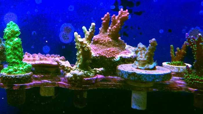 Wicked Sticks Aquarium Service and Maintenance Picture 9