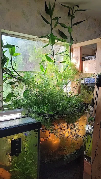 My Business-fish & plants Picture 3